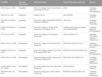 Chondrocyte autophagy mechanism and therapeutic prospects in osteoarthritis